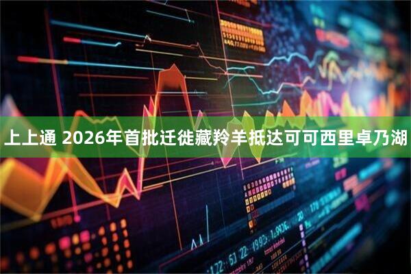 上上通 2026年首批迁徙藏羚羊抵达可可西里卓乃湖
